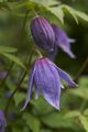 Clematis alpina Cecile Powojnik alpejski